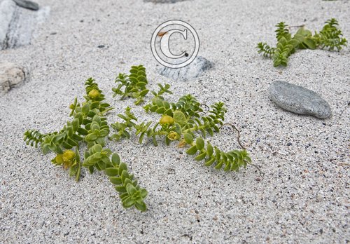 Sea Sandwort, Lewis DM0336